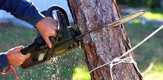 How Our Tree Care Process Works  in  Galeville, NY