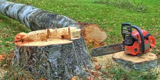 Professional Tree Services in Galeville, NY